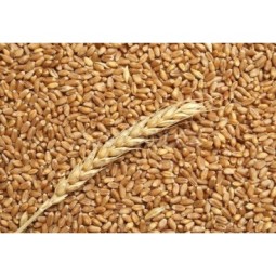 1Kg Grano Tenero varietà "Maiorca"