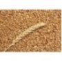 1Kg Grano Tenero varietà "Maiorca"