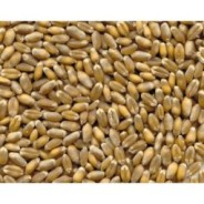 1Kg Grano Tenero