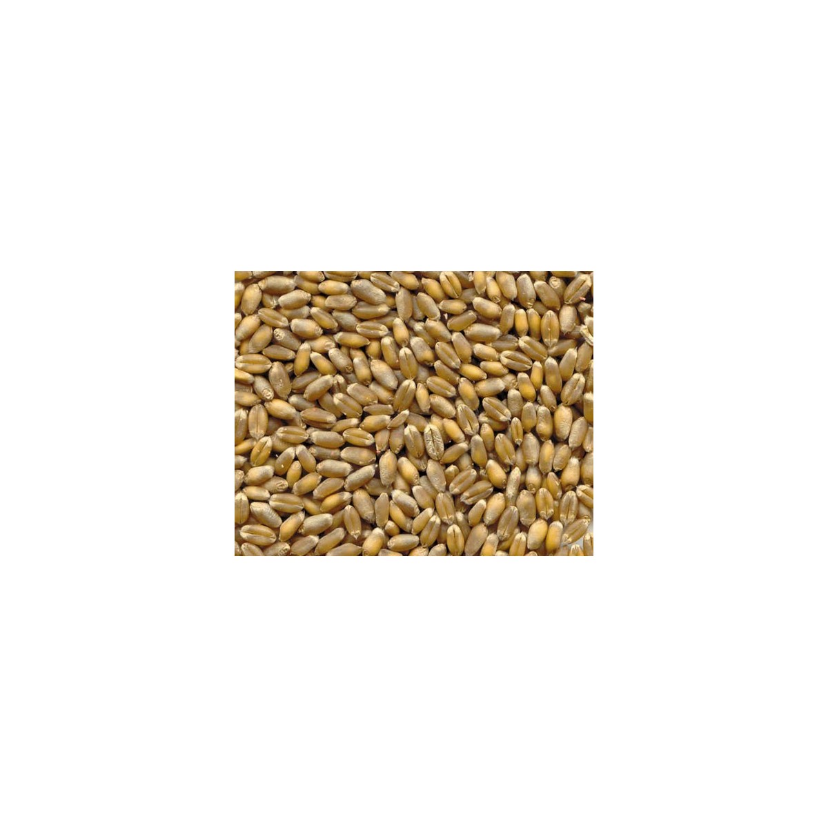 1Kg Grano Tenero