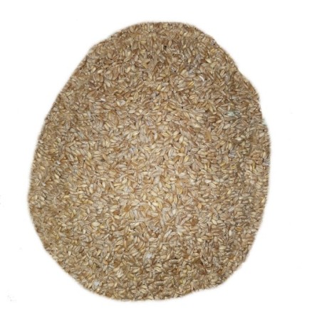 1Kg Grano duro varietà "Russello"