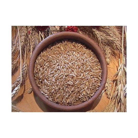 1kg Grano duro varietà "Khorasan"