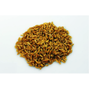 1Kg Grano duro varietà  "Perciasacchi"