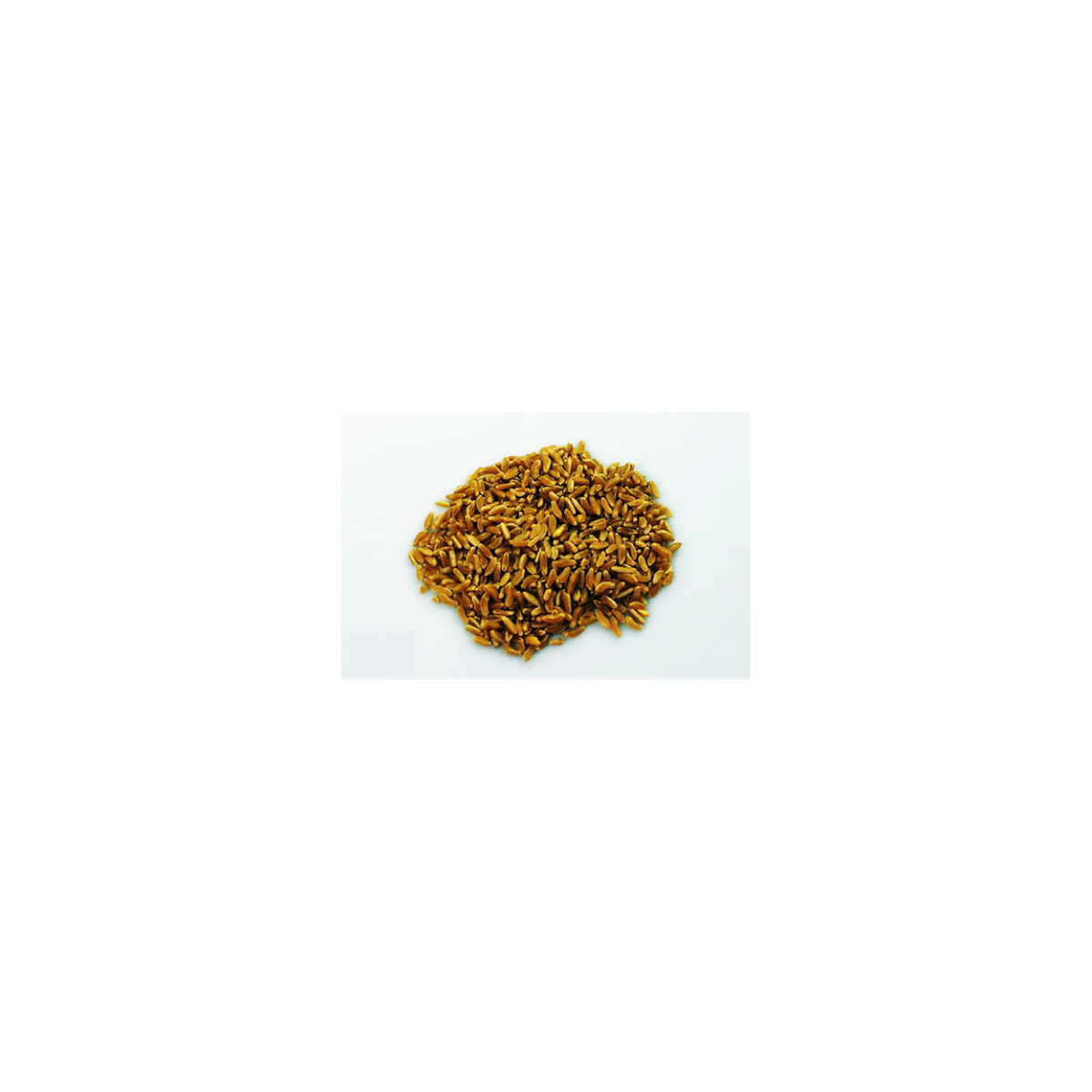 1Kg Grano duro varietà  "Perciasacchi"