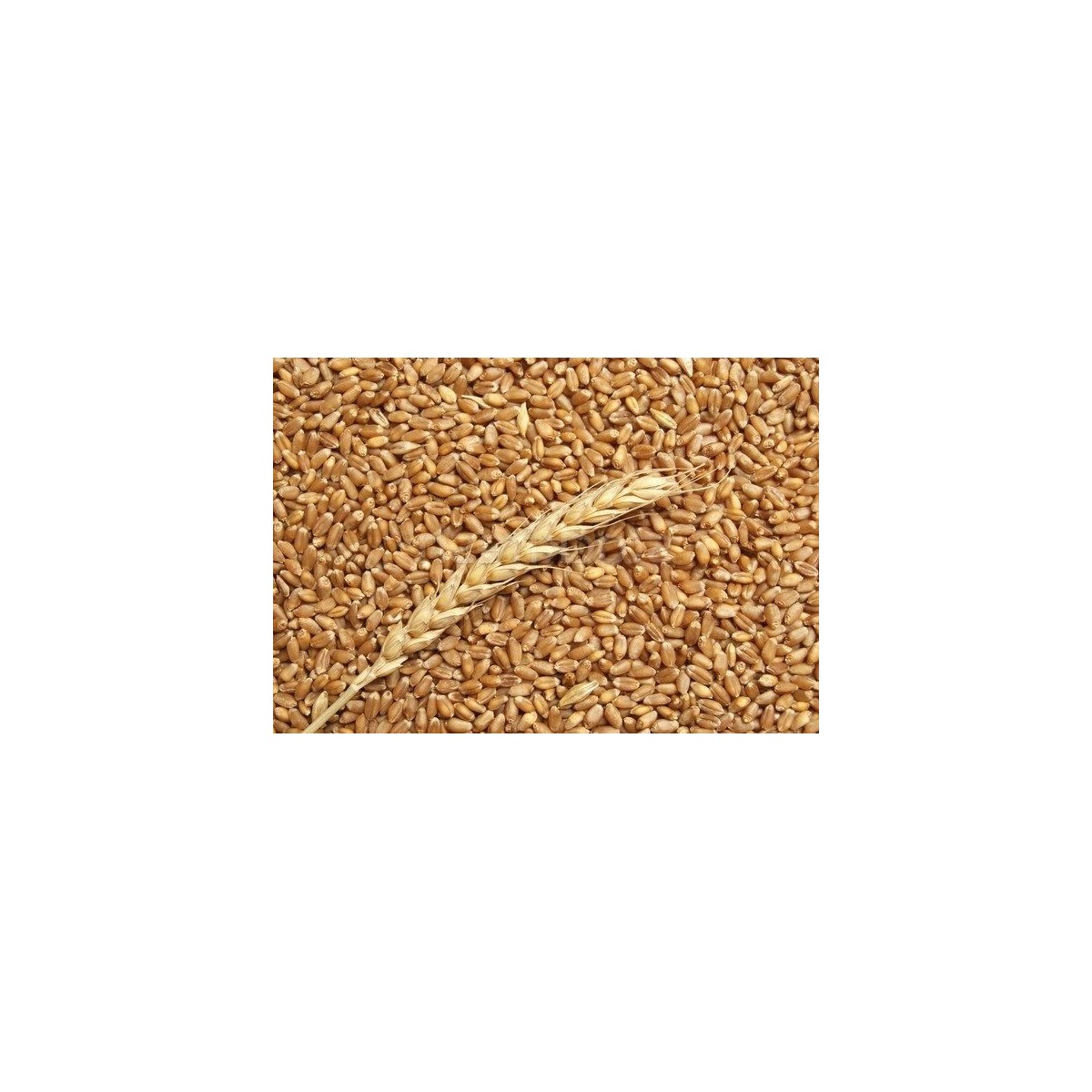 25Kg Grano Tenero varietà "Maiorca"