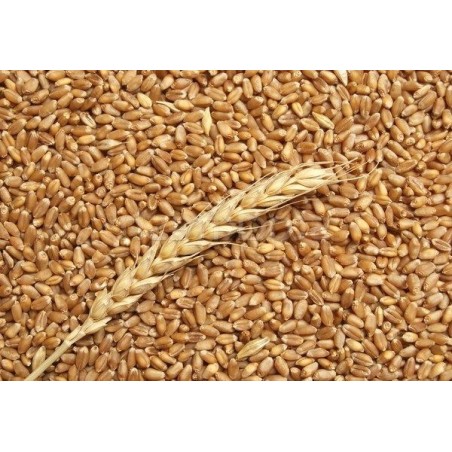 5Kg Grano Tenero varietà "Maiorca"