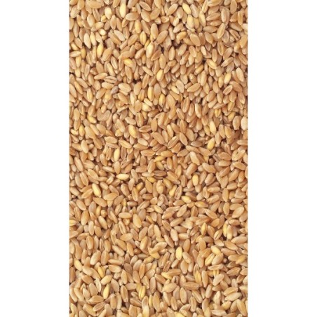 1Kg Grano duro siciliano