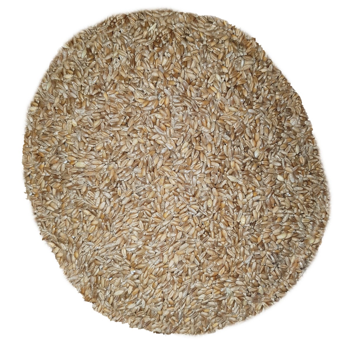 25 Kg Grano Duro varietà "TIMILIA (Tumminia)"