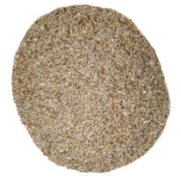 5Kg Grano Duro varietà "Timilia"
