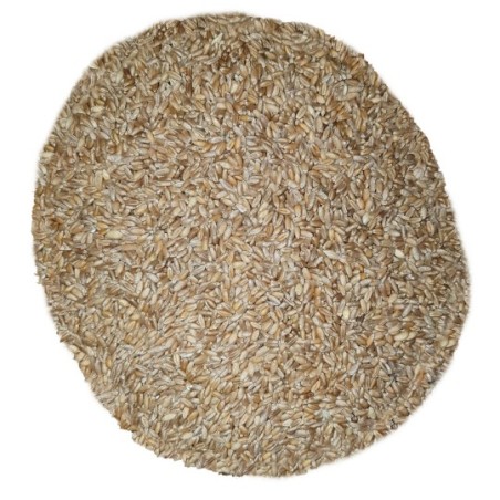 5Kg Grano Duro varietà "Timilia"