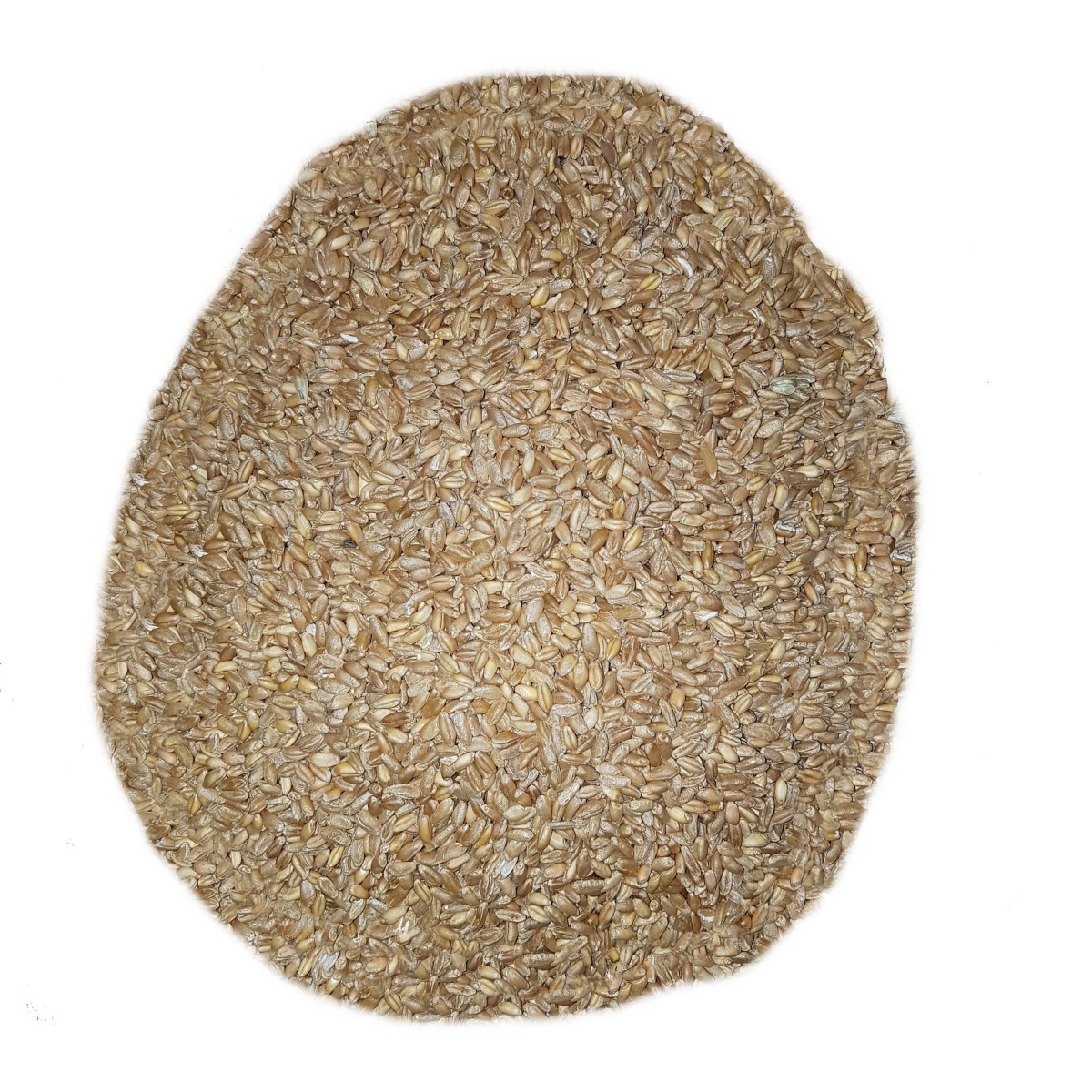 25 Kg Grano Duro varietà "Russello"