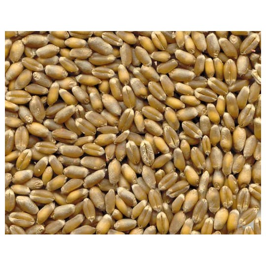 25Kg Grano Tenero