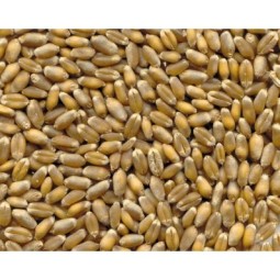 5Kg Grano Tenero