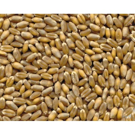 5Kg Grano Tenero