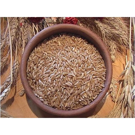 25kg Grano duro varietà "Khorasan"