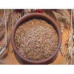 5kg Grano duro varietà "Khorasan"