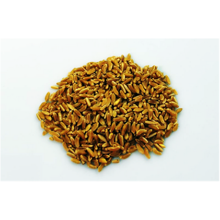 25 Kg Grano duro varietà  "Perciasacchi"