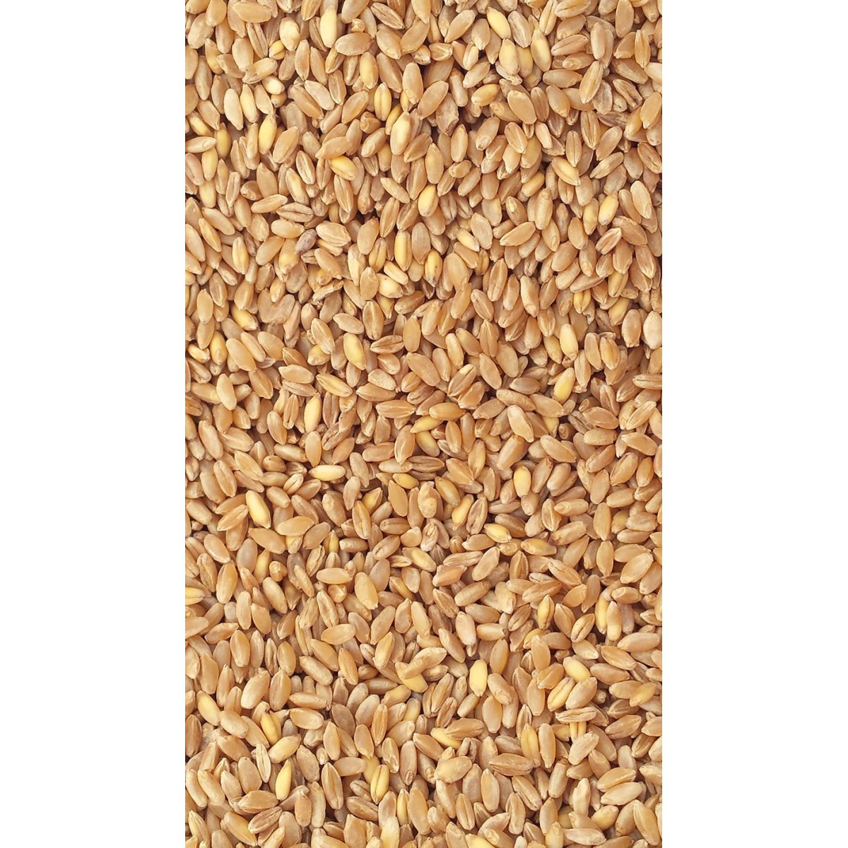 25Kg Grano duro siciliano