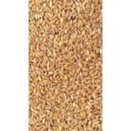5Kg Grano duro siciliano