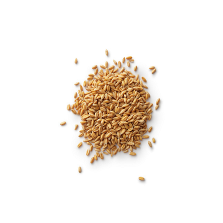 1Kg Grano Duro varietà "Senatore Cappelli"