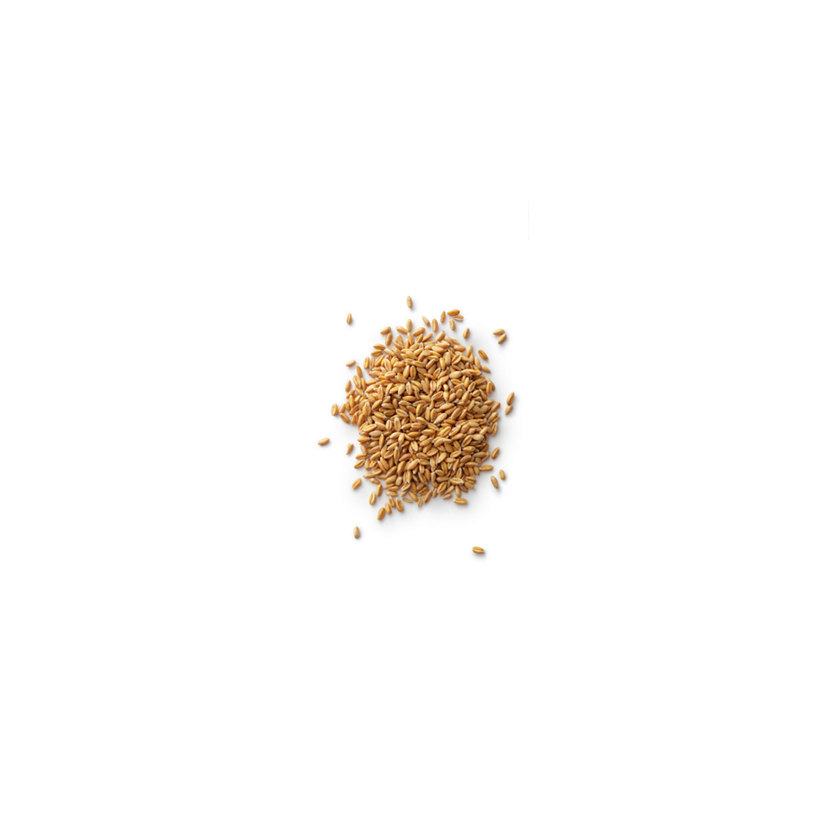 25Kg Grano Duro varietà "Senatore Cappelli"